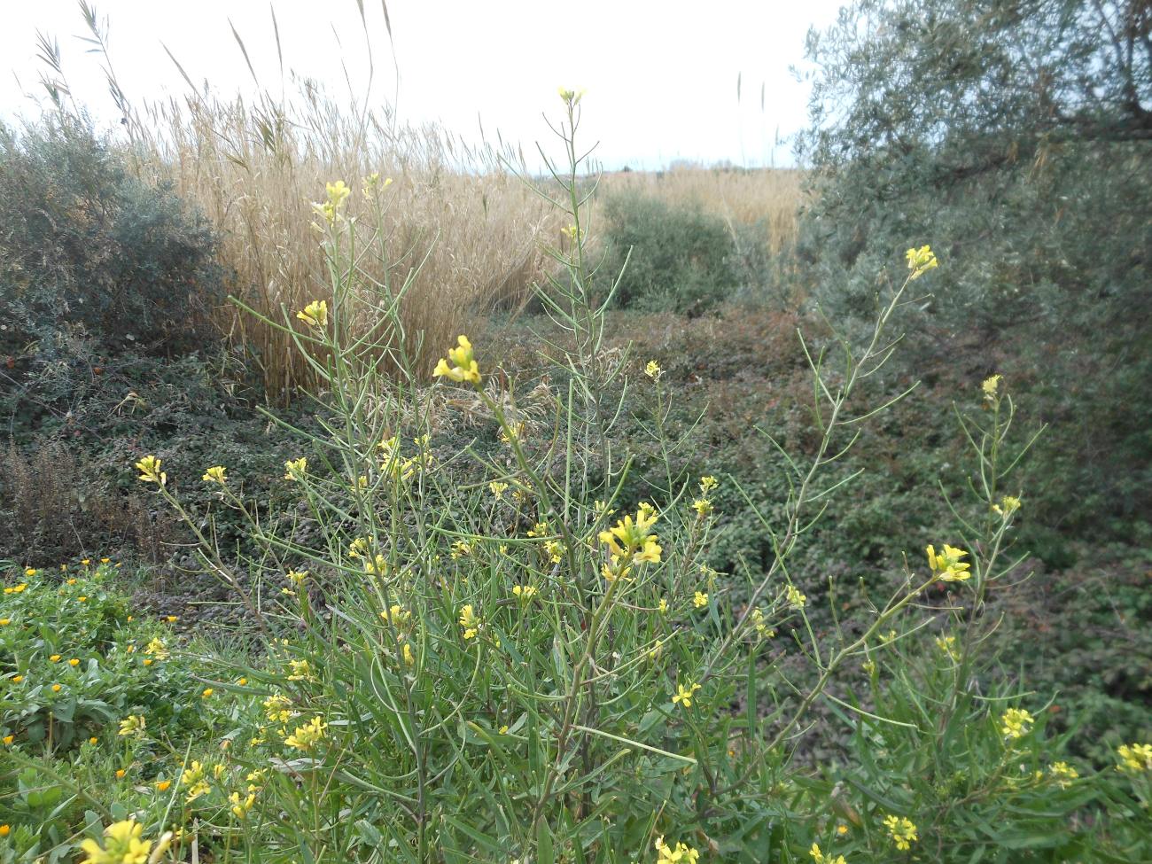 Sisymbrium orientale L. / Erba cornacchia orientale